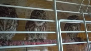 Домовой сыч Изя слушает запись с собой и поёт