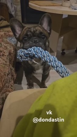 Требовательная мать #собака #французскийбульдог #bulldog #смешныеживотные #животные #милыеживотные