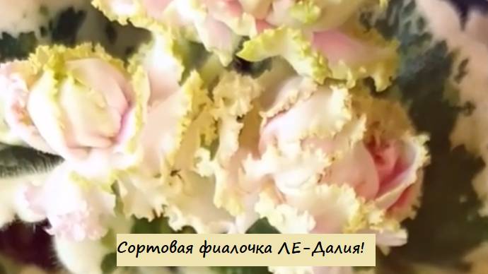 Сортовая фиалочка ЛЕ-Далия!
