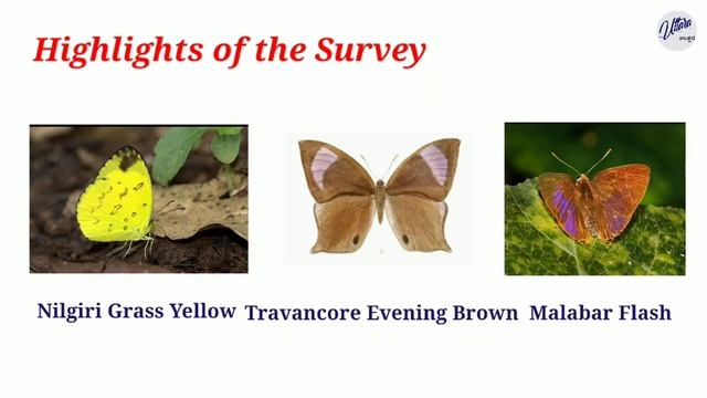Butterfly Survey смотреть онлайн