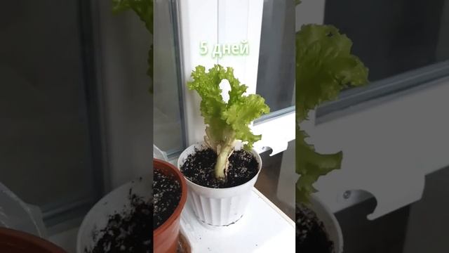 !!Эксперимент))!! Выращиваю листья салата 🪴 из магазинных  #shorts #short #salad #листьясалата