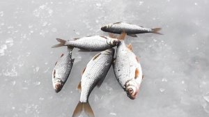 Зимняя рыбалка- клëвое дело!  Приморск