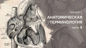 Лекция 02. Анатомическая терминология. Часть 2