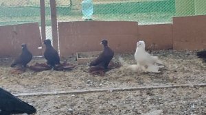 9.01.2025 г Персы Владимира г Тимашевск