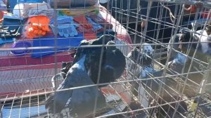 Какие цены на голубей ? Птичий рынок. Ставрополь - 6 октября 2024