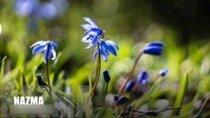 Чакараева Маьлх-Аьзни "Зама дIа мел идарх.."