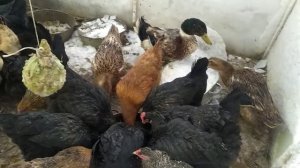 Чем кормим кур и уток зимой