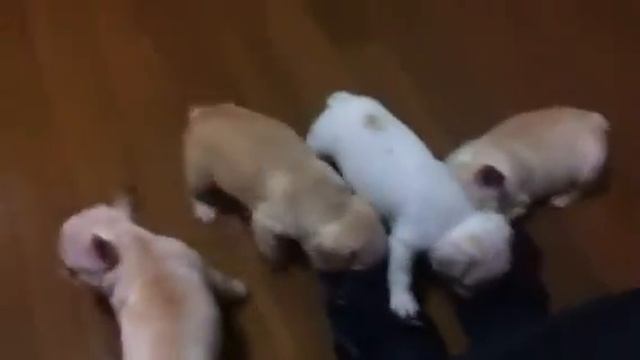 The French Bulldog [no.036] : 5 cute frenchie puppies смотреть онлайн