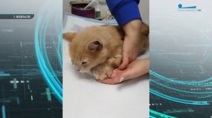 Кота по кличке Кардамон спасли после истязаний живодеров