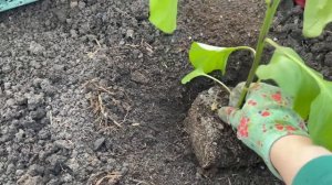 Рассаду перца высаживаю В ЭТИ СРОКИ и всегда с УРОЖАЕМ!