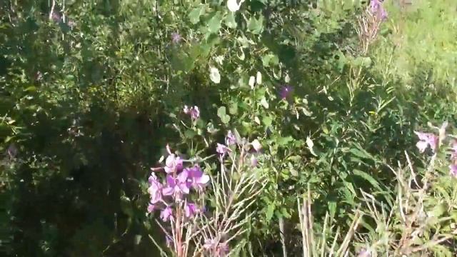 Охота капканами 159.красноголовики .#грибы#тайга#заготовка_грибов#