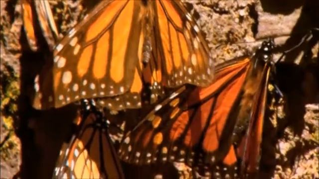 Volo di farfalle\Flight of butterfly\Полет бабочки