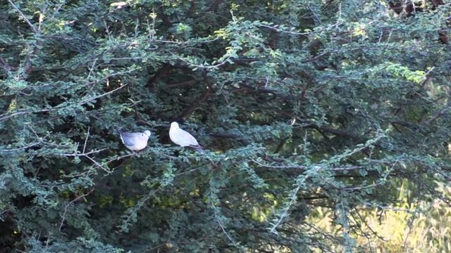 Охота с луком в Африке 1 серия