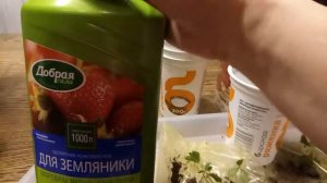 Как посадить купленную землянику в домашних условиях.