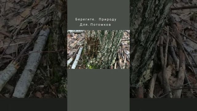 ЕСЛИ ЗАГОТАВЛИВАТЬ БЕРЕЗОВЫЙ СОК, ТО ТОЛЬКО ТАК. БЕРЕГИТЕ ПРИРОДУ! #youtubeshorts #shortvideo смотреть онлайн