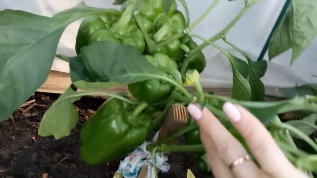 САМЫЕ УРОЖАЙНЫЕ ПЕРЦЫ ДЛЯ ОТКРЫТОГО ГРУНТА! ОБЗОР!