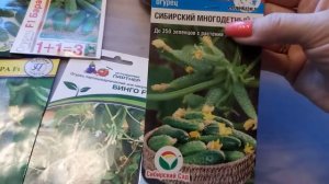Как вырастить КРЕПКУЮ И ЗДОРОВУЮ рассаду огурцов без теплицы!