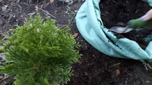 Уход за хвойными весной! Важная подкормка! Новое приобретение. Обзор.