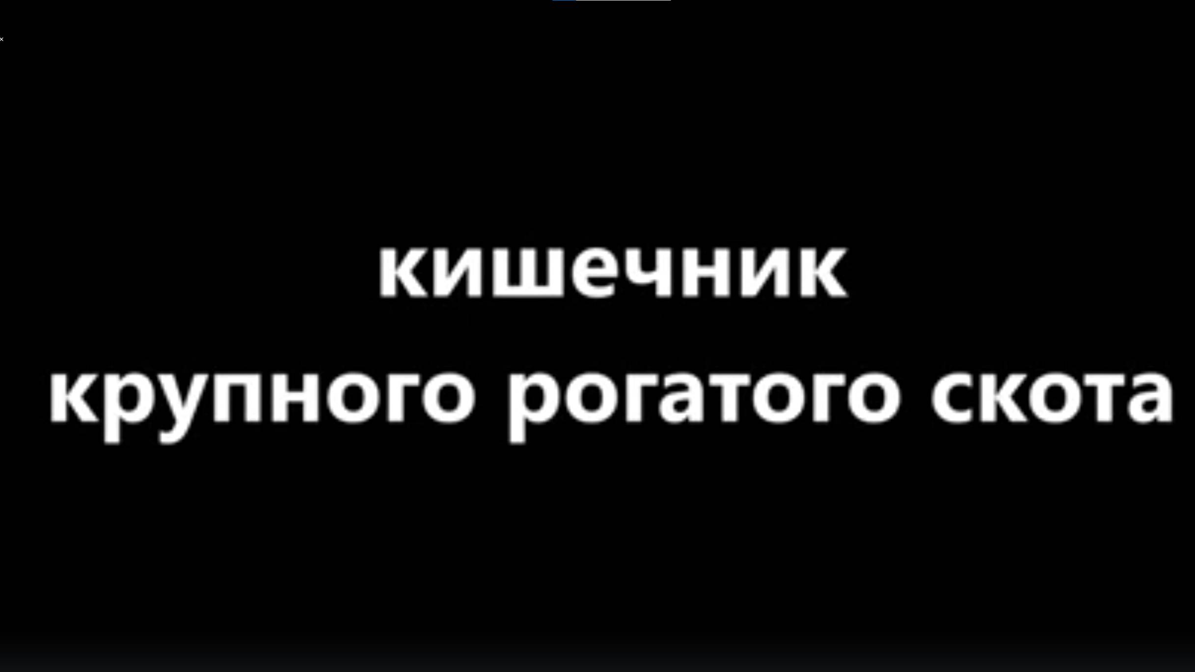 Кишечник крупного рогатого скота #АлександрЛях
