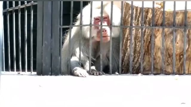 Գնում ենք հյուր կենդանիներին/VLOG մաս1/ смотреть онлайн