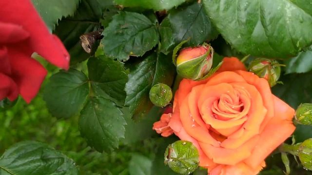 Рецепт счастья 1 - 4 серия  Мелодрама  Премьера 2024  Обзор