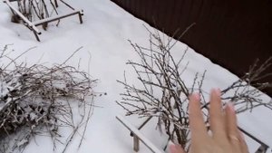 ПРОГУЛКА В ЛЕСУ И ОБЗОР ЗИМНЕГО ОГОРОДА!