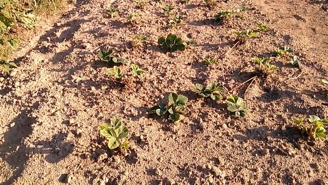 Клубника, сорт Сюзи, средняя. Обрезана, подкормлены. 07.07.18. смотреть онлайн