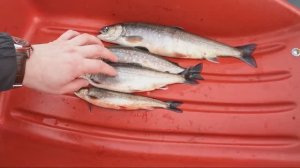 Рыбалка на озере Гремиха.  Голец по 1 кг (нет).