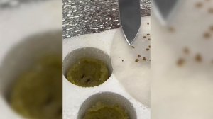 Мини парник для проращивания семян клубники