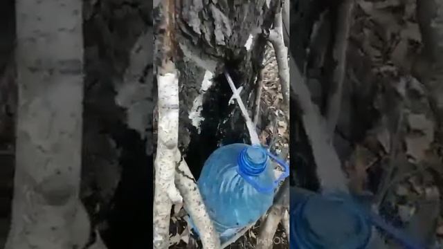 Берёзовый сок смотреть онлайн