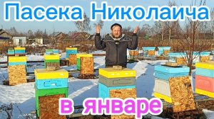 Зимовка пчёл на улице в январе, в ульях ППС. ПЧЕЛОВОДСТВО!