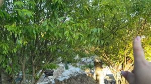 МОИ КЛУМБЫ С ЦВЕТАМИ В ИЮНЕ, ОБЗОР ПРИДОМОВОГО УЧАСТКА