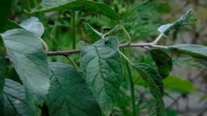 VID-20250108-WA0049.mp4