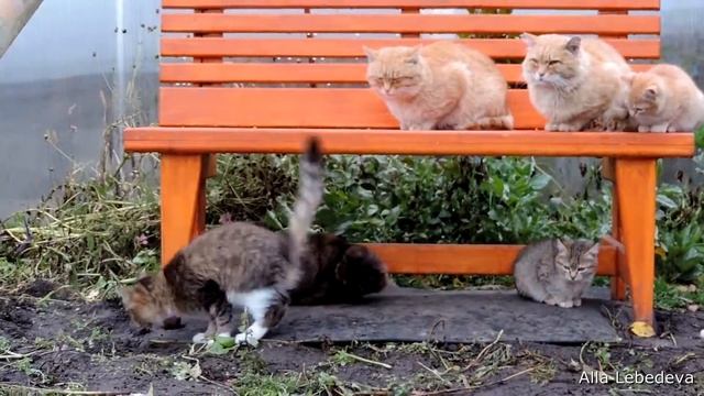 Psychological thriller "RAIN" from Reservoir Cats POOH and Ludvig Siberian cats ДОЖДЬ часть 2 смотреть онлайн