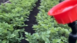 КАРТОФЕЛЬ БЕЗ КОЛОРАДСКОГО ЖУКА! Подкормка для большого урожая!