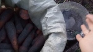 ПОДГОТОВКА МОРКОВИ И СВЕКЛЫ НА ЗИМНЕЕ ХРАНЕНИЕ, ОТЛИЧНЫЙ СПОСОБ!