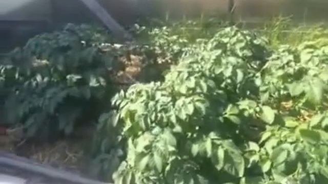 Выращивание картофеля