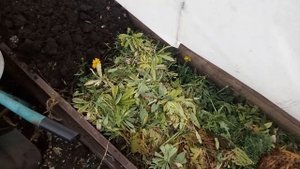 УРОЖАЙ ОГУРЦОВ ЗАВАЛИТ В СЛЕДУЮЩЕМ СЕЗОНЕ, ЕСЛИ ТАК ПОДГОТОВИТЬ ГРЯДКУ ОСЕНЬЮ! ДЕЛЮСЬ СЕКРЕТАМИ!