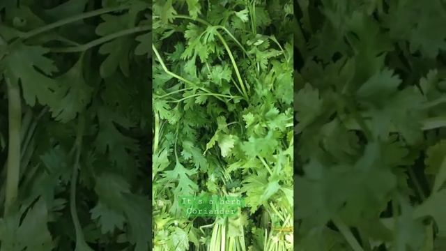 It is a herb/coriander leaves смотреть онлайн