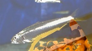 YUZDAGI AJINLARNI UY SHAROITDA YO'QOTISH !!!