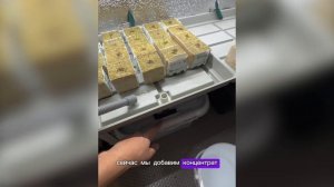 Сеянцы клубники пустили корень и быстро растут! Переделки стеллажа. Горная сосна растет