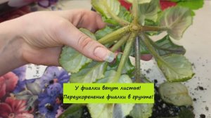 У фиалки вянут листья! Переукоренение фиалки в грунте!