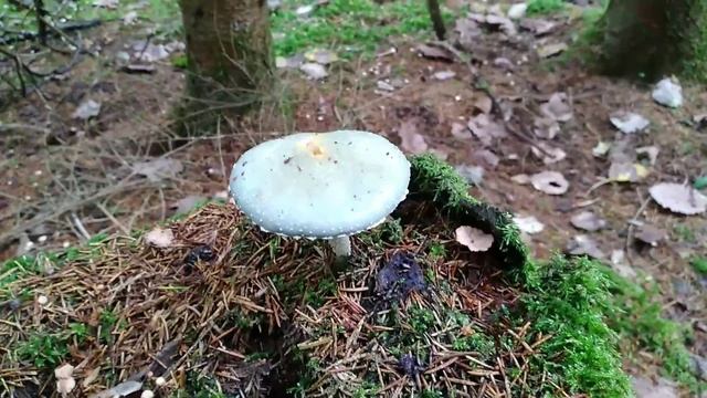 Индейцы и беляши смотреть онлайн