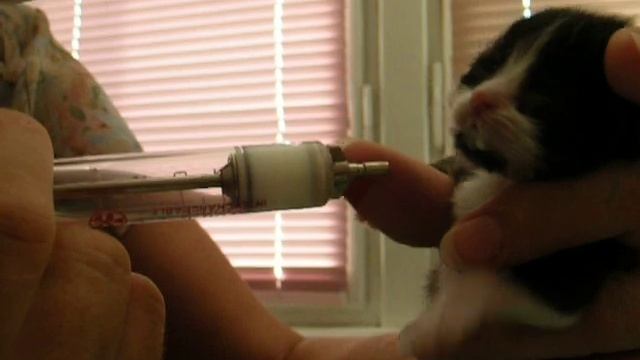 Знатная зверюга смотреть онлайн