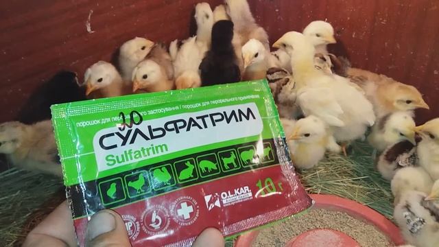 ЧЕМ ПРОПАИВАЮ ВСЮ ПТИЦУ?