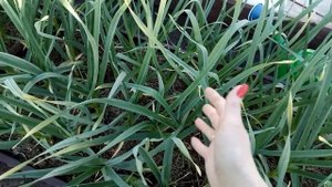 Важные подкормки для чеснока и лука!