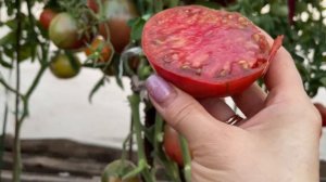 Обзор УРОЖАЙНОГО и вкусного ТОМАТА! Для нового сезона