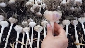 ЧЕСНОК ОГРОМНЫЙ! ЧТО ДЕЛАТЬ, ЧТОБЫ ДОБИТЬСЯ ТАКОГО РЕЗУЛЬТАТА? ПОДГОТОВКА ЧЕСНОКА К ХРАНЕНИЮ!