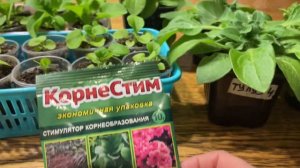 ПЕТУНИЯ шикарно РАЗВИВАЕТСЯ благодаря этому средству!