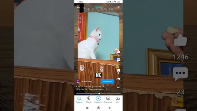 смешные коты